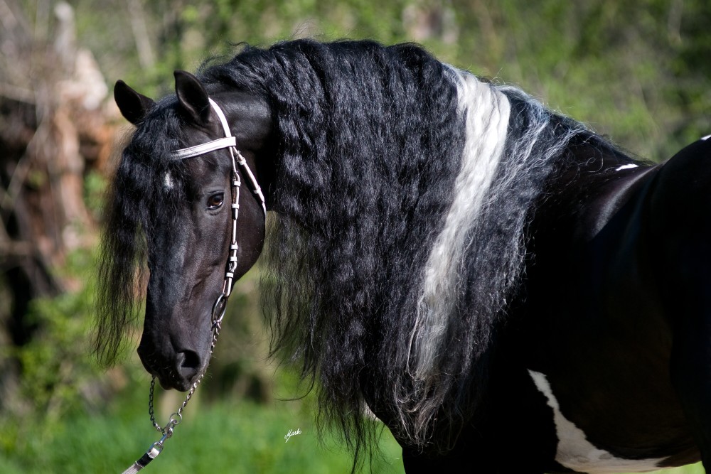 Allard BP21 (Willem Van Nassau x Adel 357) - Barock Pinto Stallion